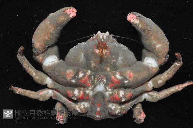 中型平殼蟹藏品圖，第3張
