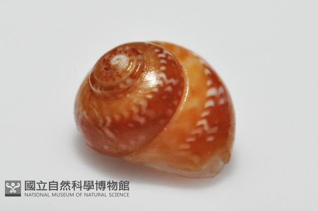 瓔珞蠑螺藏品圖，第3張