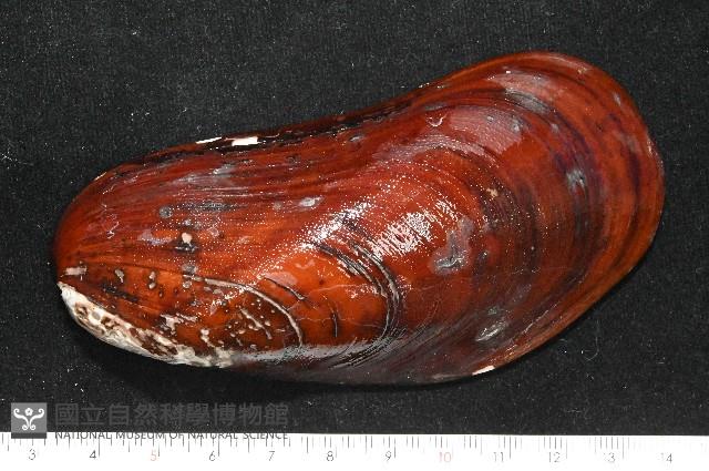 平端深海殼菜蛤藏品圖，第3張