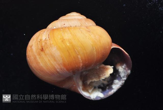 球蝸牛藏品圖，第3張