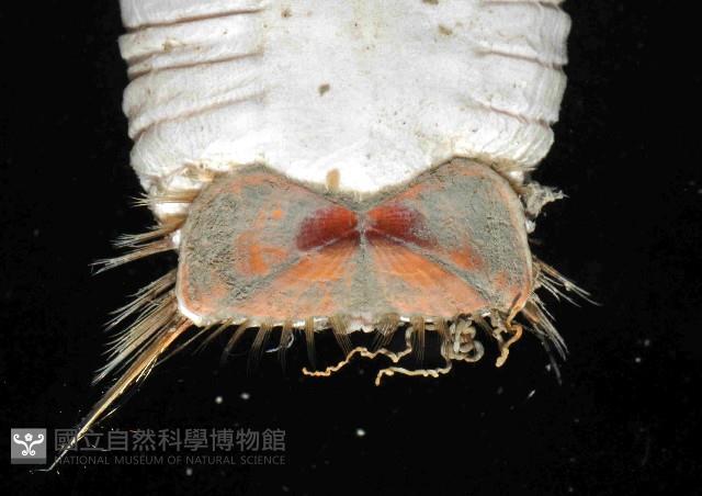 不倒翁蟲藏品圖，第3張