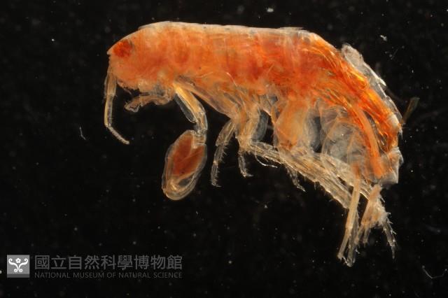 新種沙蚤鉤蝦藏品圖，第3張