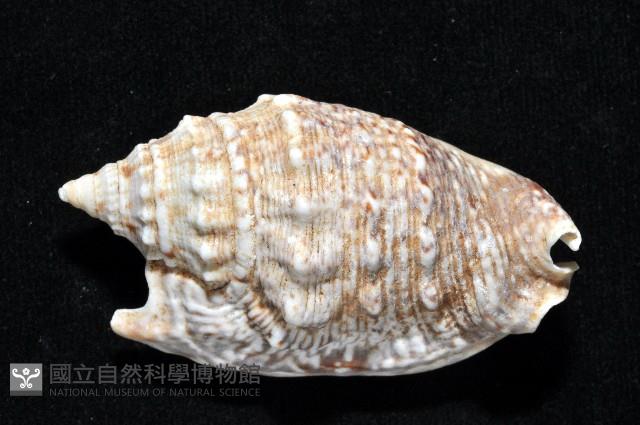 緋袖鳳凰螺藏品圖，第3張