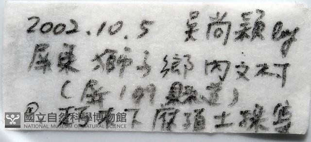 新種雄顎平馬陸藏品圖，第3張