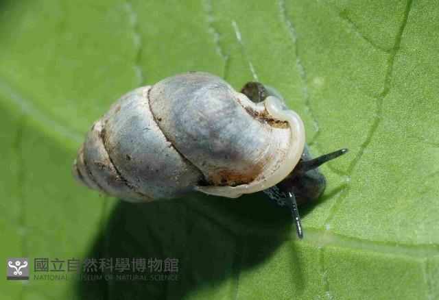 臺灣豆蝸牛藏品圖，第3張