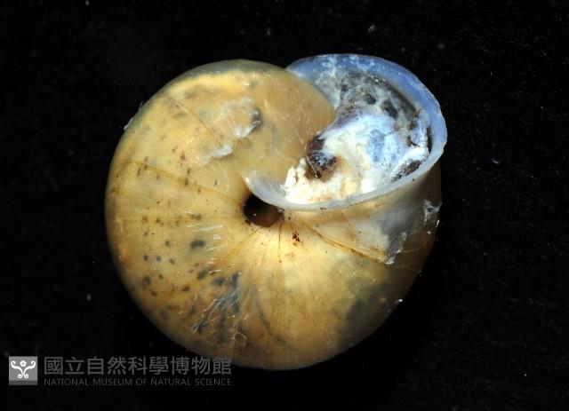 扁蝸牛藏品圖，第3張