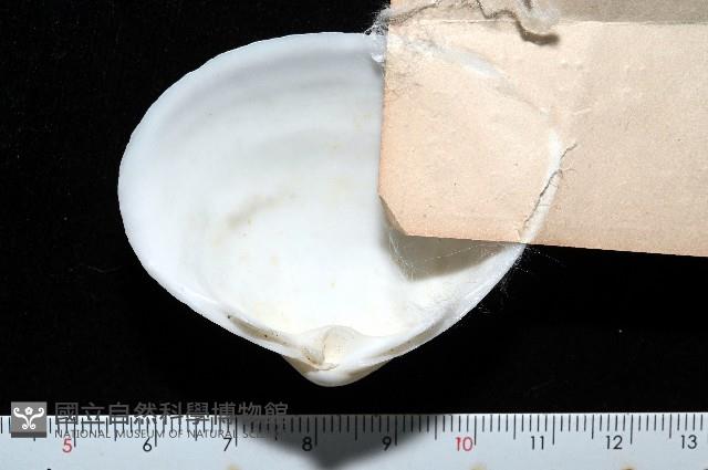 花斑馬珂蛤藏品圖，第3張