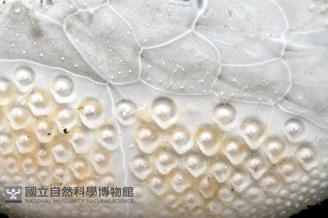 扁仙壺海膽藏品圖，第3張