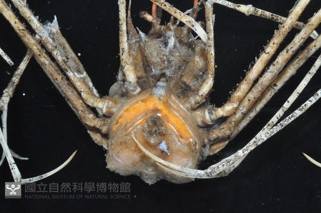 加氏昆人面蟹藏品圖，第3張