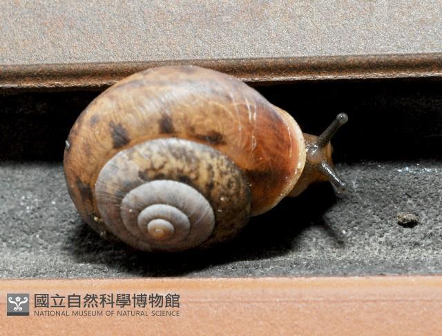 扁蝸牛藏品圖，第3張