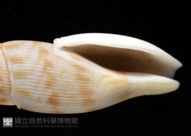 發現布紋螺藏品圖，第3張