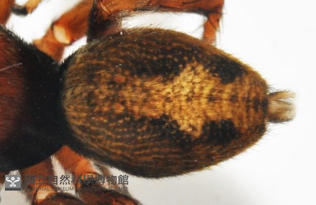 安德遜蠅虎藏品圖，第3張