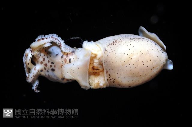 侏儒微鰭烏賊藏品圖，第3張