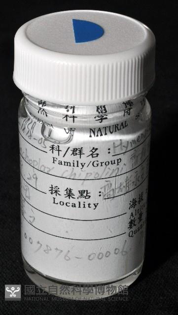 齊柏林新尖額蟹藏品圖，第3張