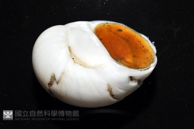 未知種無臍玉螺 1藏品圖，第3張