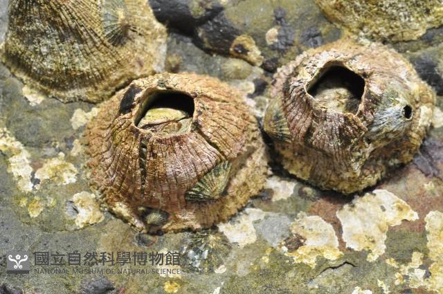 美麗笠藤壺藏品圖，第3張