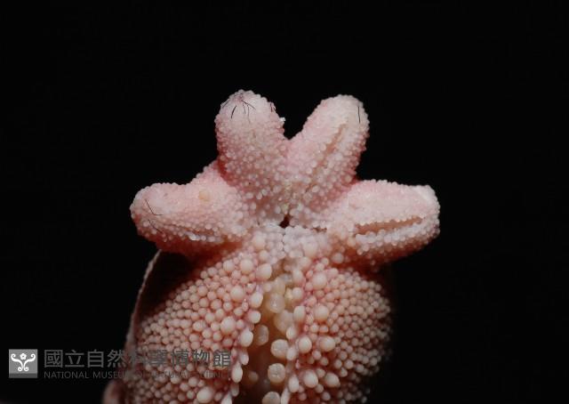 顆粒蛇海星藏品圖，第3張