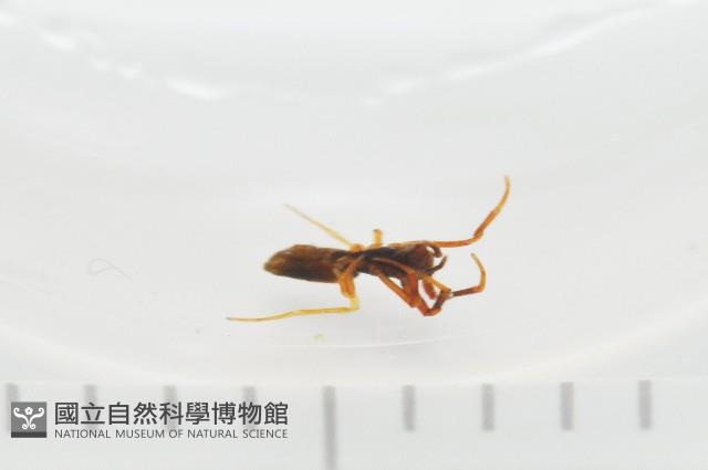 新種寄居姬蜘藏品圖，第3張