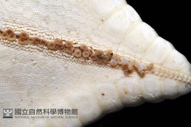 未知種角海星藏品圖，第3張