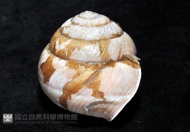 金崙栗蝸藏品圖，第3張