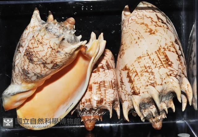 帝王渦螺藏品圖，第4張
