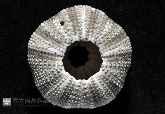 高腰海膽藏品圖，第3張