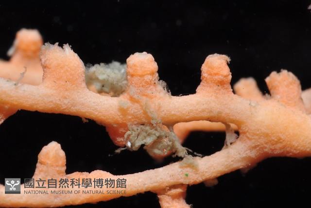 未知種柳珊瑚藏品圖，第3張