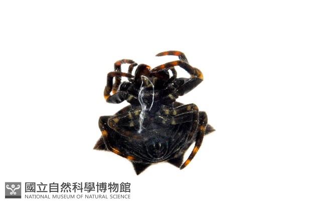 古氏棘蛛藏品圖，第3張