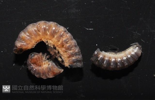 叉頂東京泡馬陸藏品圖，第3張