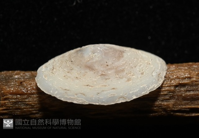 登錄號:007715-00006藏品圖，第3張