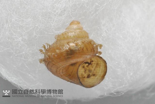 張氏東洋蝸藏品圖，第3張