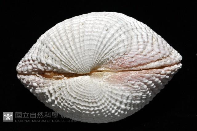 花籃蛤藏品圖，第3張