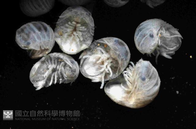未知種等足類藏品圖，第3張