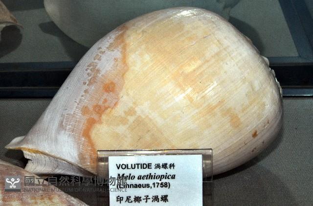 印尼椰子渦螺藏品圖，第3張