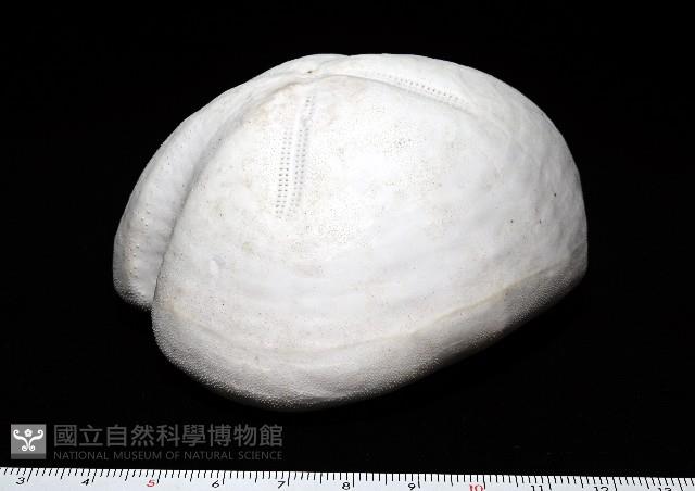 未知種緣帶海膽藏品圖，第3張