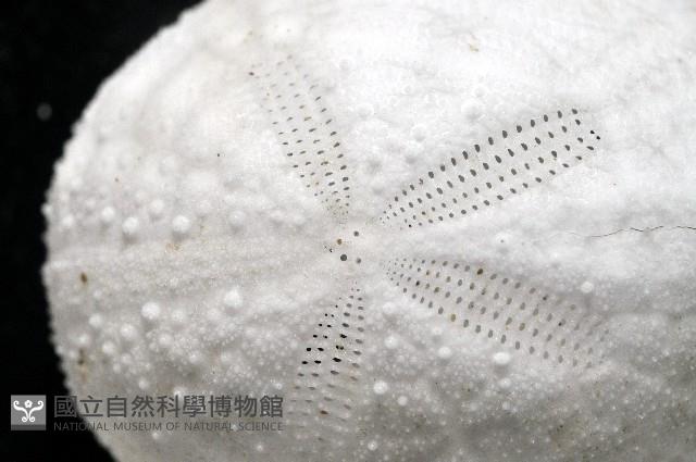 心形海壺藏品圖，第3張