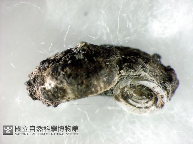 蘭嶼小山蝸牛藏品圖，第3張