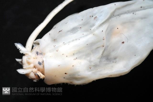 未知種紡錘魷魚藏品圖，第3張