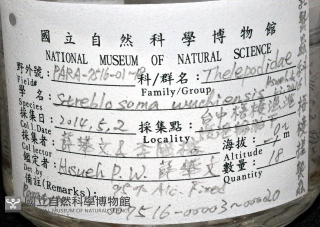 梧棲搓蟄蟲藏品圖，第3張