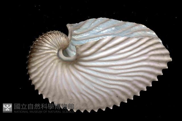 扁船蛸藏品圖，第3張