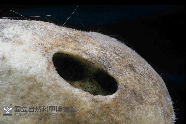 圓錐圍線海綿藏品圖，第3張