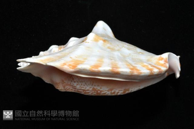 紫袖鳳凰螺藏品圖，第3張