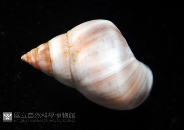 草莓玉黍螺藏品圖，第3張