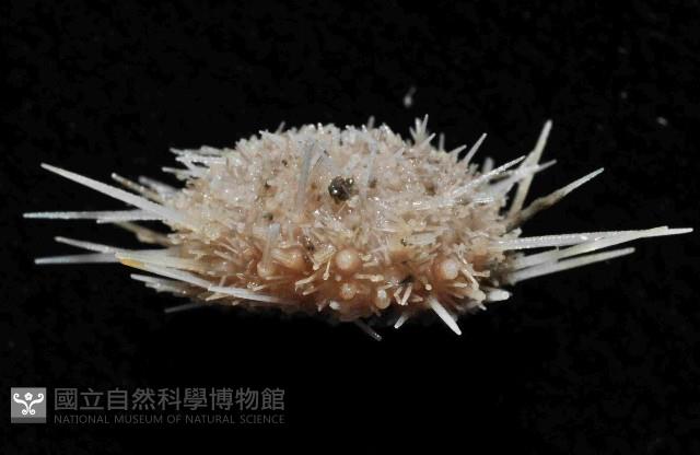 未知種鋸海膽藏品圖，第3張
