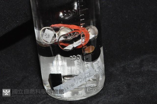 東界原足蟲藏品圖，第3張
