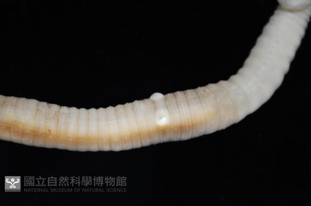 沿岸泮蚓藏品圖，第3張