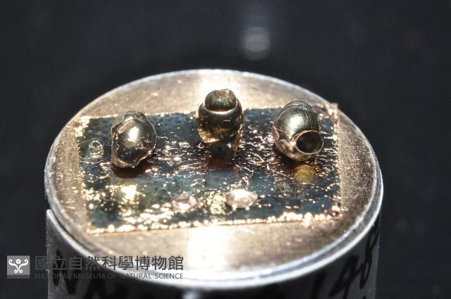 礁溪粟螺藏品圖，第3張