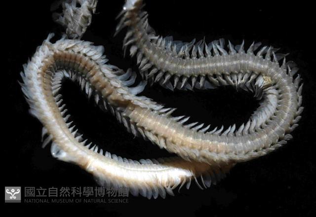 未知種沙蠶-異沙蠶體藏品圖，第3張