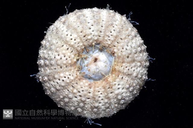 芮氏刻肋海膽藏品圖，第3張