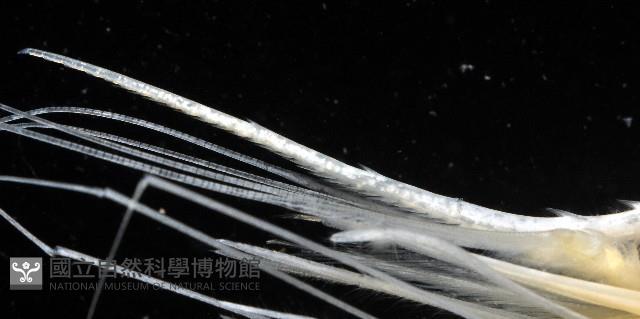 臺灣紅蝦藏品圖，第3張